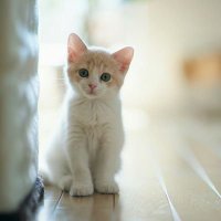 দুরন্ত পথিক (@mdredwanhossen) 's Twitter Profile