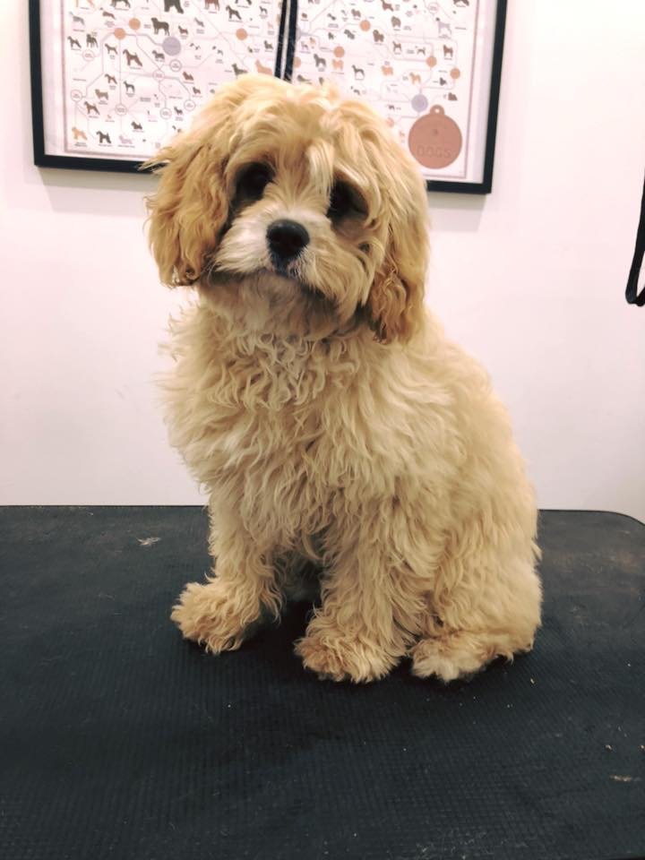 I am a F1 apricot Cavoodle and I am extremely social and huggable boy.