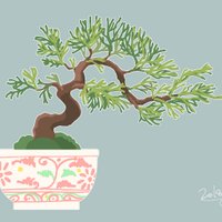 気になる盆栽ございましたらコメントお願いします 桜盆栽：ミニ旭山桜(白丸変形鉢)*受け皿付き (2025年開花終了