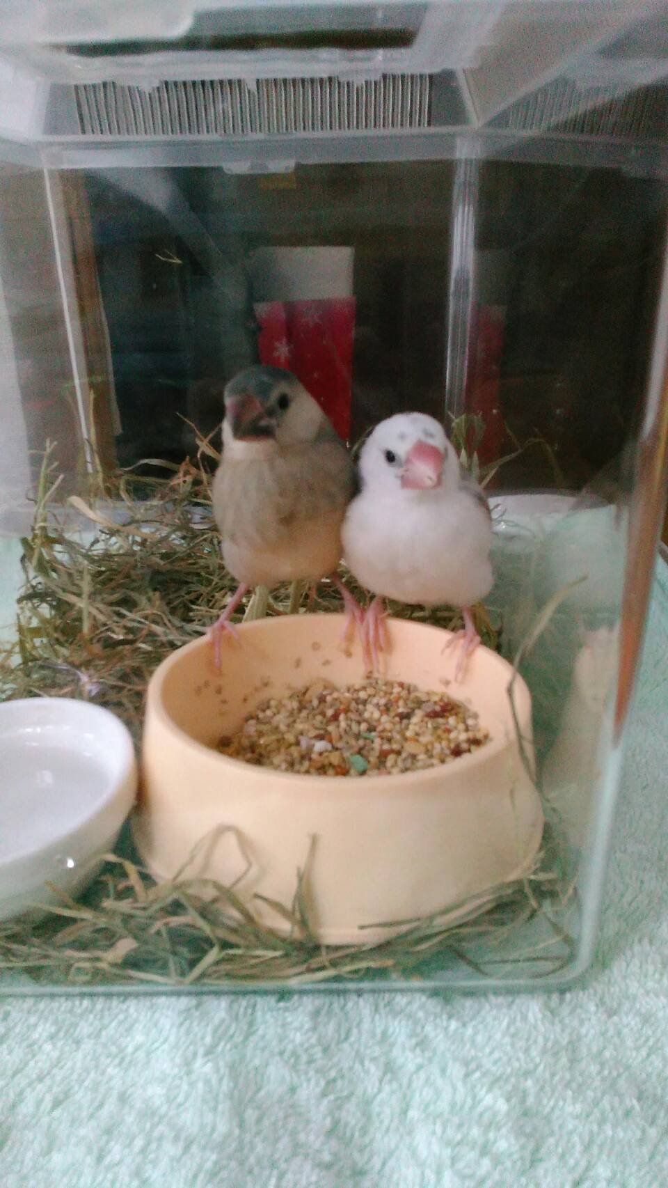 hoichoccho's profile picture. 魚料理と一緒にお酒を飲むのが好きです。
近年、大切な家族が続いてなくなりました。　
大切な人、もっともっと同じ時間を過ごせますように