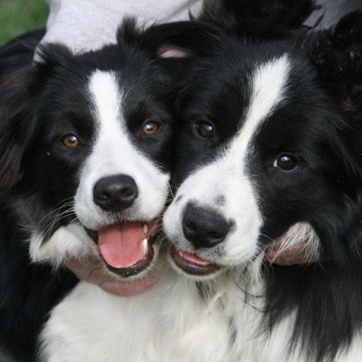 Mommy to 7 Border Collies. 
Counting the days until nfl preseason.
My entire family is military. And we all love our GUNS!