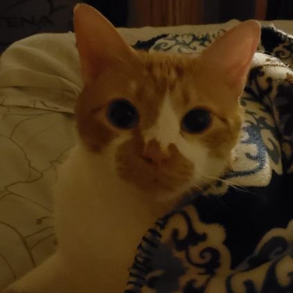 Trump45patriot's profile picture. 