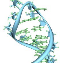 RNA maturation and decay in bacteria (RNAMAD)