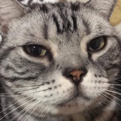 BabyReeef's profile picture. よろしく！(*´ω｀*)