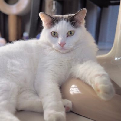 SnowSnowcatcat's profile picture. Name is Snow  🐾🐾