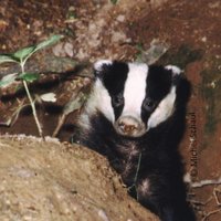 European Mammal Foundation (@euromammals) 's Twitter Profile