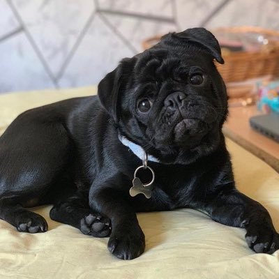 OtisTheBlackPug's profile picture. My name is Otis, I am a 1 year old Black Pug. Follow my adventures🐶 ✨// follow my IG; @Otisthelittleblackpug //