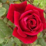 mohad955 (@mohad9551) 's Twitter Profile