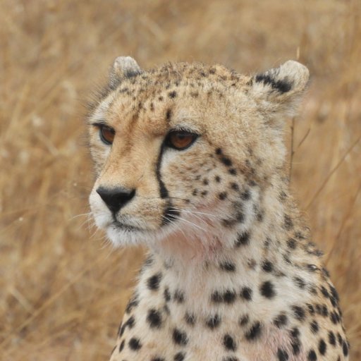 kac3103's profile picture. Sailing widow of @SkipperGrahamC, F1 fan, love my caravan and safaris.