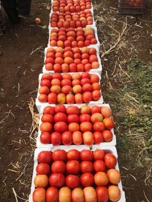 6XpiJSnn0SEclTs's profile picture. مساعدة الناس