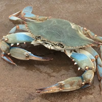 Markets. Marinas. Ravens. Blue Crab Capital.