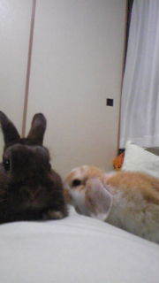 yu_poron's profile picture. 日々の出来事や、身の回りの生き物や植物や🚄やエヴァ等呟いています。
専用アカでは無いです。
先日、アイコンの兎のお陰で十数年振りに連絡がとれました。
探し人がいますのでアイコンは変えません😌