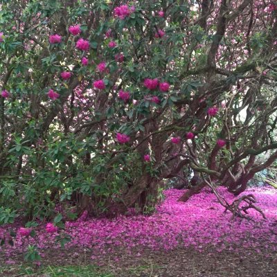 CarolHu20957045's profile picture. 