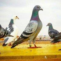 نايف العنزي (@alzajilnaif) 's Twitter Profile