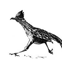 The Roadrunner Review (@roadrunnerrevi1) 's Twitter Profile