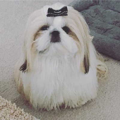 Housewifestyle's profile picture. SprinklePawsDesigns