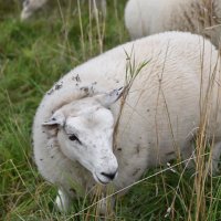 woolhour(@woolhour) 's Twitter Profile Photo