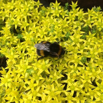 Green Roof Practitioner - Irish Green Infrastructure Group - Optigreen Partner Network - All Ireland Pollinator Plan🐝 Nature Worker - Biodiversity 💚