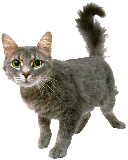 susanaogden's profile picture. Writer, Author, Lover of cats and other small creatures.