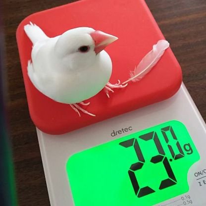 PON-CHAN(文鳥)さんのプロフィール画像
