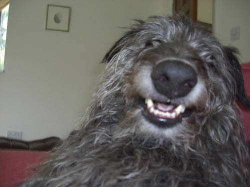 lebout's profile picture. Where's my dinner?