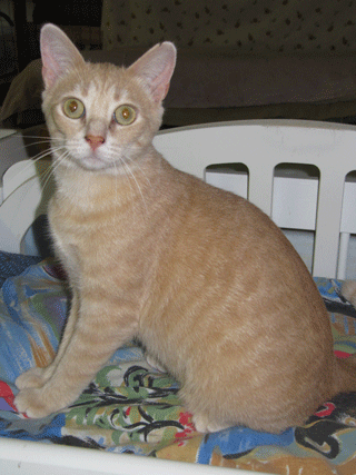 Gwenscats's profile picture. We are A No Kill Rescue!
A Registered Charity. 
# 82278 8279 RR0001