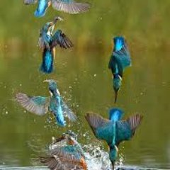 TalesCapo's profile picture. 