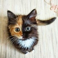 Cat Lovers Dream(@Catloversdream) 's Twitter Profile Photo