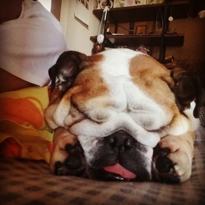 ブルドッグのモモとツンデレ猫のやじるしをこよなく愛するおじさん💖
急性期医療(病院)→在宅医療(訪看)→緩和医療(一般企業)→急性期医療(病院)と、いつまでも専門性が決まらないダメ看護師(笑)