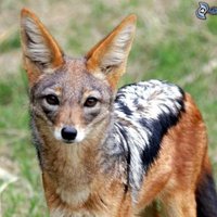 Pascal le chacal (@chacal_pascal) 's Twitter Profile Photo Pascal le chacal (@chacal_pascal) 's Twitter Profile Photo