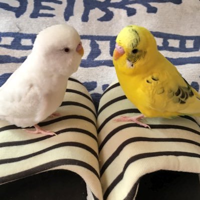 bVstbeKg7FqrOp8's profile picture. #千葉県 #インコ #迷子鳥 迷子のインコ、犬、猫、うさぎたちが無事に家族の元へ帰れますように🍀*゜ #学校うさぎ #TeamRabbinessChiba #チームラビネスチバ 千葉市中心に保護活動のお手伝いさせて頂いてます🍀*゜