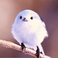 とりん💘เคโกะ (@torin_torinroo) 's Twitter Profile Photo