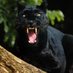 Digital Panther (@bigcybercat) Twitter profile photo Digital Panther (@bigcybercat) Twitter profile photo