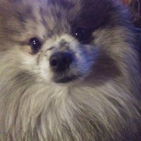 Mac Fearghus (@macfearghus) 's Twitter Profile