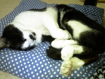わんちゃん猫ちゃんを飼っていたので反応多めです。
とても良いねをしますが気にしないで下さい。
心の声もついつい出ます。生存を主張するためだけの料理。ホ・オポノポノ、瞑想、訓練中。私急に水瓶座♒だった。
『塞翁が馬』『趨吉避凶』『Memento Mori』