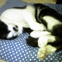 ちはる (@chiharucatneko) 's Twitter Profile Photo