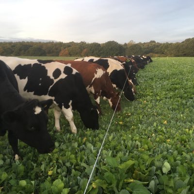 Married a dairy farmer and swapped office life for farm life. Spring calving organic dairy herd supplying milk to Arla