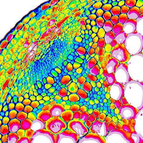 We are researchers working at @ijpb_fr (@inrae_idf) and interested in how Carbon Allocation, Transport and signaling is going on in plant phloem and xylem