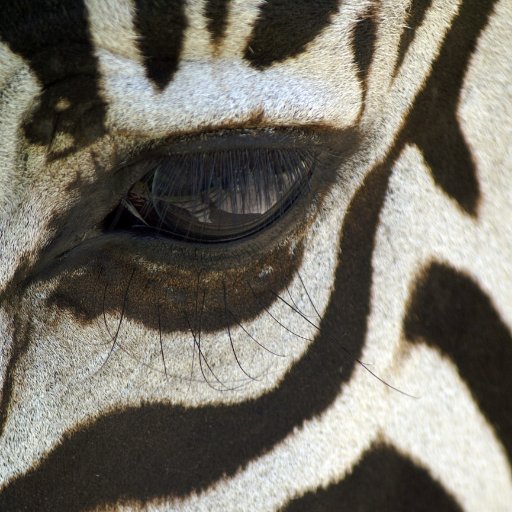 strong_zebra's profile picture. 関西在住の理系エンジニア、あだ名はゼブラ。小学時代、動物園でシマウマはビビりだと言われ、それ以来のあだ名。数年前までは猛烈な熱血エンジニアで、自分のビビりを隠すために細心の注意を払ってチームをまとめていたが、最近はグレーゾーンに気づき、対処策を考え、なんとか生きています。