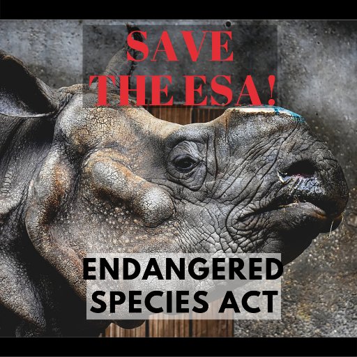 Sign via the link to protect the Endangered Species Act (ESA) which has saved and protected countless species on the verge of extinction 🦁🦏🐘 SAVE THE ESA NOW!