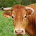 Outra Vaca No Millo (@NoOutra) Twitter profile photo