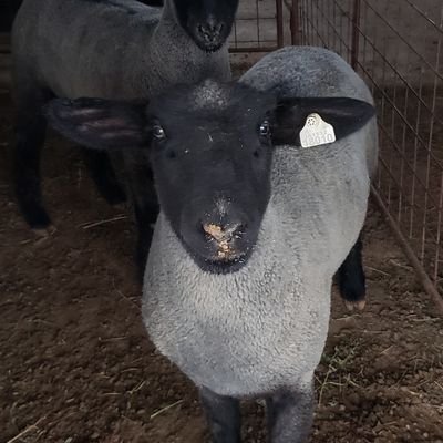 Breeding & selling competitive MW show lambs! We love the show life!
Contact us at coveylambs@gmail.com for more information.