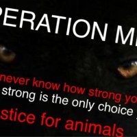 OPERATION MEKO 1(@1Operation) 's Twitter Profile Photo