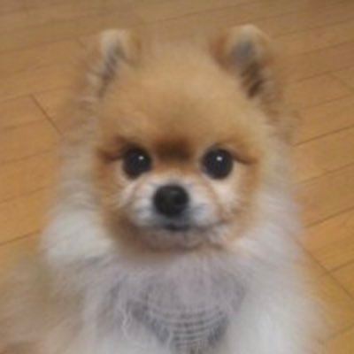 Aries キタコレの 星と月のセンテンス をうろ覚えで歌おうとしたら バジリスクタイムに変わってっちゃうのめっちゃつぼるwwww 始まりの部分似ている 笑 Aries キタコレの 星と月のセンテンス をうろ覚えで歌おうとしたら バジリスクタイムに変わってっちゃうのめっちゃつぼるwwww 始まりの部分似ている 笑