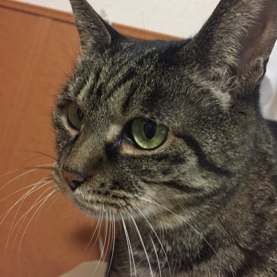 札幌生まれ。転勤族の妻。旦那と年齢不明の猫のモモ♀🐱と3人暮らし。相互フォローではありません。 趣味の編み物アカ始めました (@ichie63543214)   ツイート気まぐれ、お返し遅め。それでよければお付き合いください😄minneで編んだ物売ってます🙇‍♀️