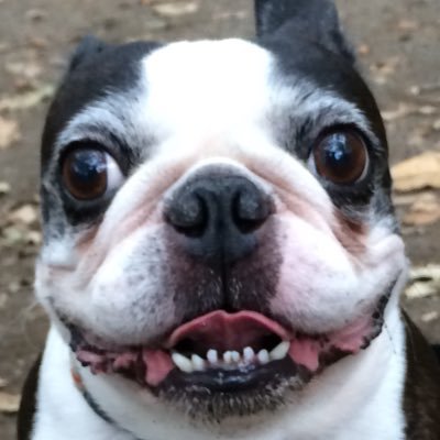 ♛グリの記録さんのプロフィール画像