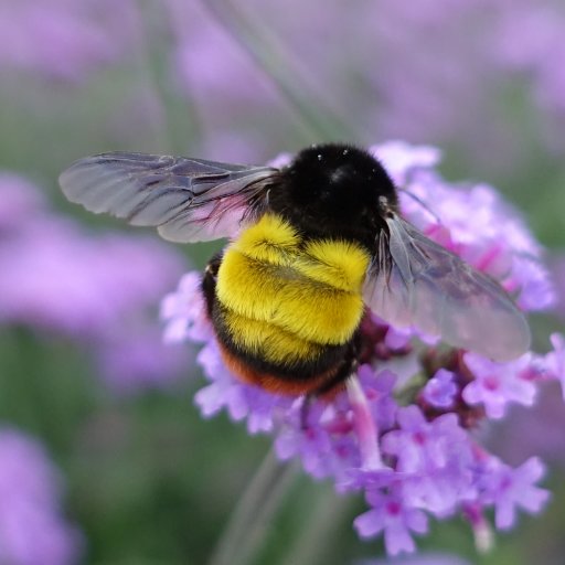 Bumblebee specialist @NHM_London
co-author 'Bumble bees of North America' & guides to species of the Himalaya, Sichuan, and North China https://t.co/jP2gQFIKdY