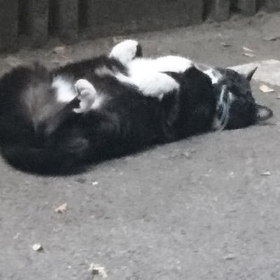 my_95_05's profile picture. 創作アカです。マギ/おそ松さん/ヒロアカ/とうらぶ/中村悠一/いつか燭台切の夢小説を書きたい