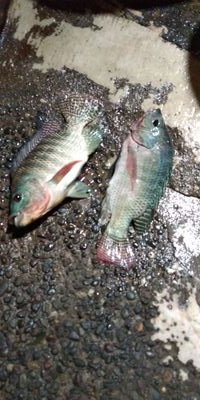 Mancing mania