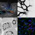 PenningerLab (@penningerlab) Twitter profile photo PenningerLab (@penningerlab) Twitter profile photo